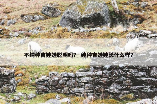 不纯种吉娃娃聪明吗？ 纯种吉娃娃长什么样？