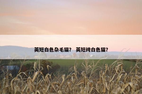 英短白色杂毛猫？ 英短纯白色猫？