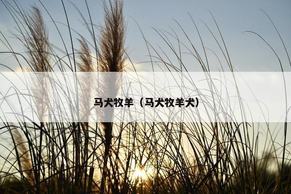 马犬牧羊（马犬牧羊犬）
