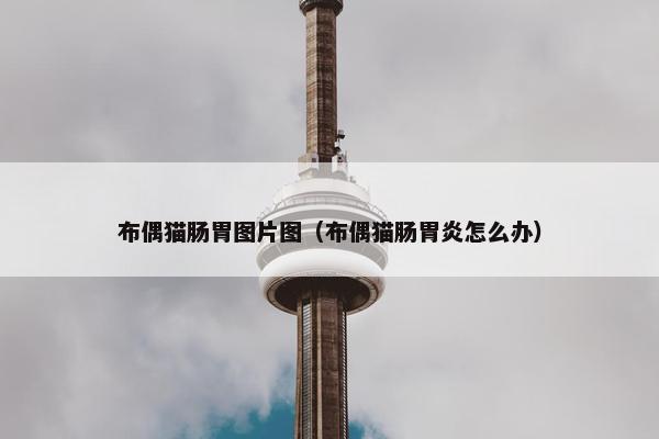 布偶猫肠胃图片图（布偶猫肠胃炎怎么办）
