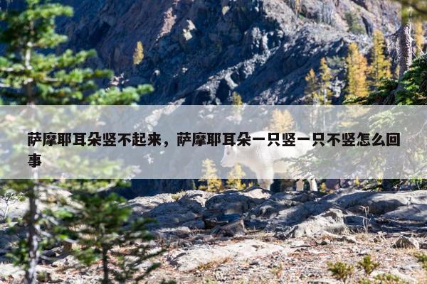 萨摩耶耳朵竖不起来，萨摩耶耳朵一只竖一只不竖怎么回事