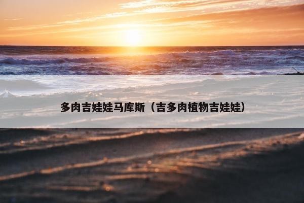 多肉吉娃娃马库斯（吉多肉植物吉娃娃）
