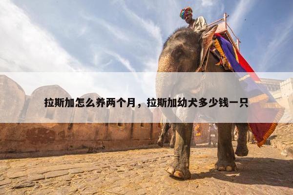 拉斯加怎么养两个月，拉斯加幼犬多少钱一只