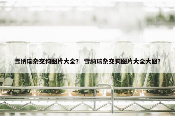 雪纳瑞杂交狗图片大全？ 雪纳瑞杂交狗图片大全大图？