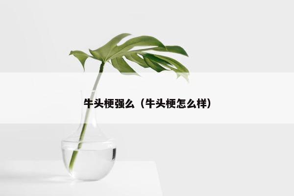 牛头梗强么（牛头梗怎么样）