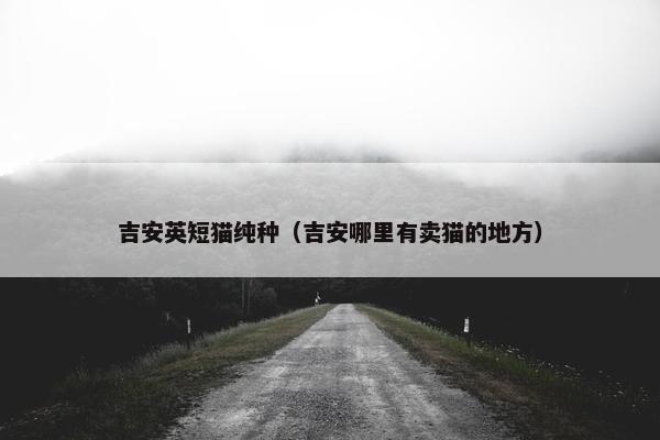 吉安英短猫纯种（吉安哪里有卖猫的地方）