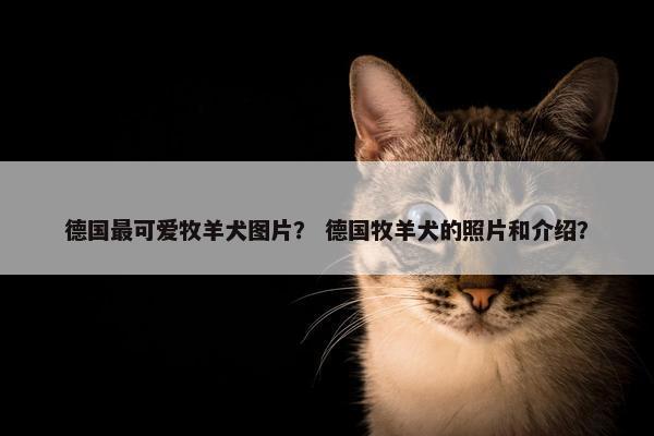 德国最可爱牧羊犬图片？ 德国牧羊犬的照片和介绍？