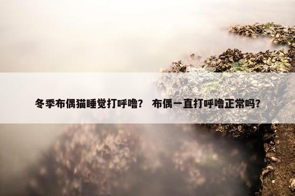 冬季布偶猫睡觉打呼噜？ 布偶一直打呼噜正常吗？