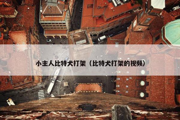小主人比特犬打架（比特犬打架的视频）