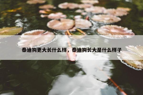 泰迪狗更大长什么样，泰迪狗长大是什么样子