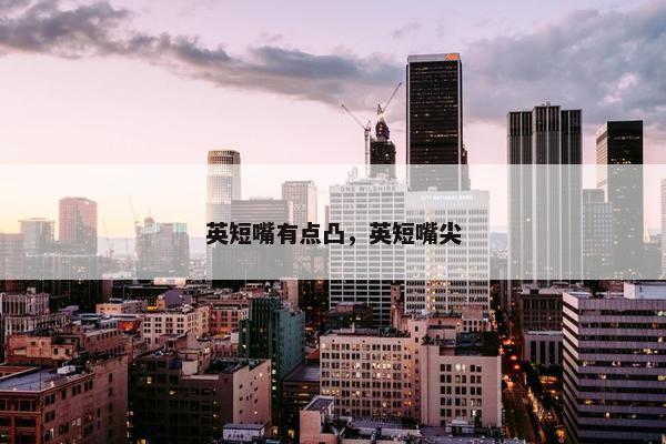 英短嘴有点凸，英短嘴尖