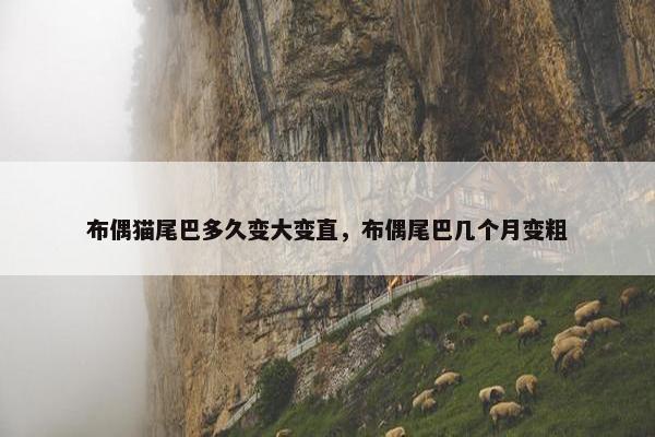 布偶猫尾巴多久变大变直，布偶尾巴几个月变粗