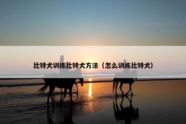 比特犬训练比特犬方法（怎么训练比特犬）