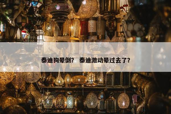 泰迪狗晕倒？ 泰迪激动晕过去了？