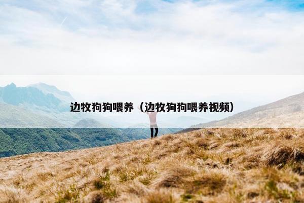 边牧狗狗喂养（边牧狗狗喂养视频）