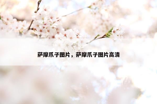 萨摩爪子图片，萨摩爪子图片高清