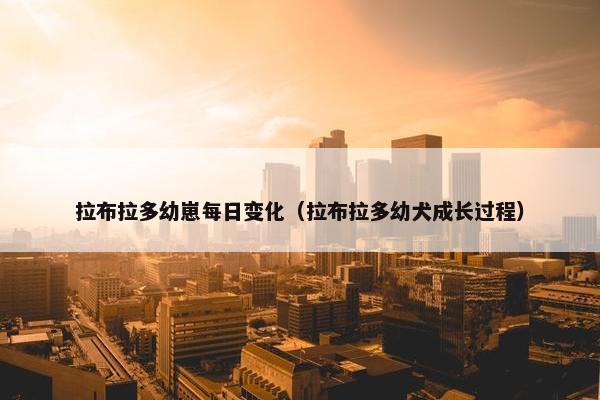 拉布拉多幼崽每日变化（拉布拉多幼犬成长过程）