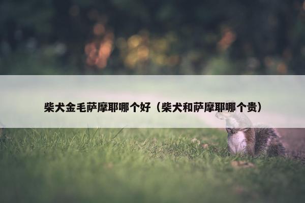 柴犬金毛萨摩耶哪个好（柴犬和萨摩耶哪个贵）