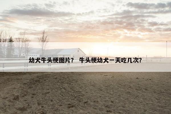 幼犬牛头梗图片？ 牛头梗幼犬一天吃几次？