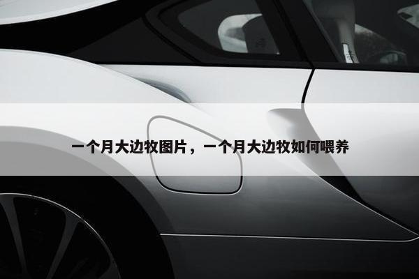 一个月大边牧图片，一个月大边牧如何喂养