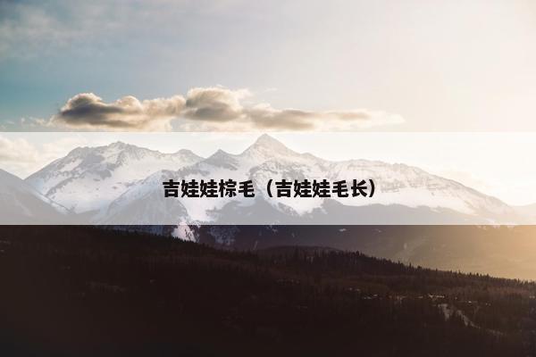 吉娃娃棕毛（吉娃娃毛长）