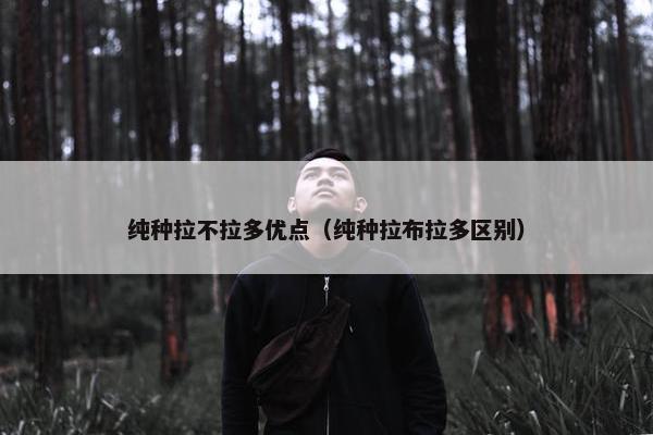 纯种拉不拉多优点（纯种拉布拉多区别）