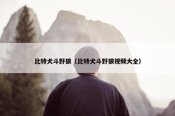 比特犬斗野狼（比特犬斗野狼视频大全）