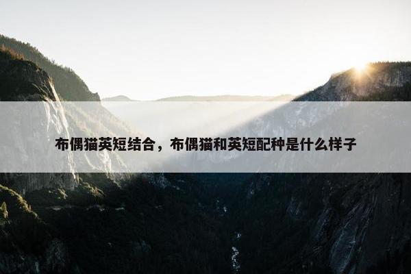 布偶猫英短结合，布偶猫和英短配种是什么样子