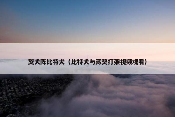 獒犬阵比特犬（比特犬与藏獒打架视频观看）