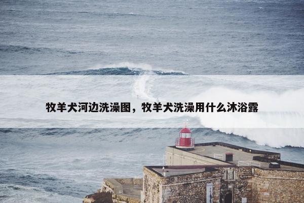 牧羊犬河边洗澡图，牧羊犬洗澡用什么沐浴露