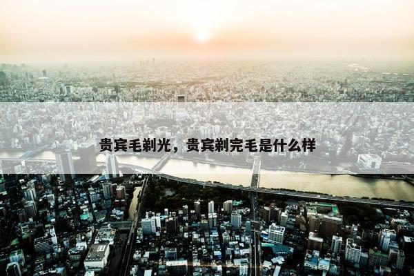 贵宾毛剃光，贵宾剃完毛是什么样
