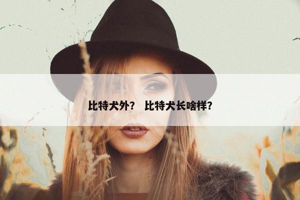 比特犬外？ 比特犬长啥样？