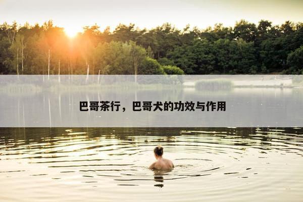 巴哥茶行，巴哥犬的功效与作用
