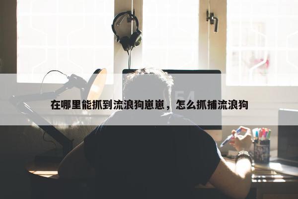 在哪里能抓到流浪狗崽崽，怎么抓捕流浪狗