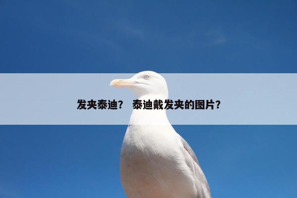 发夹泰迪？ 泰迪戴发夹的图片？