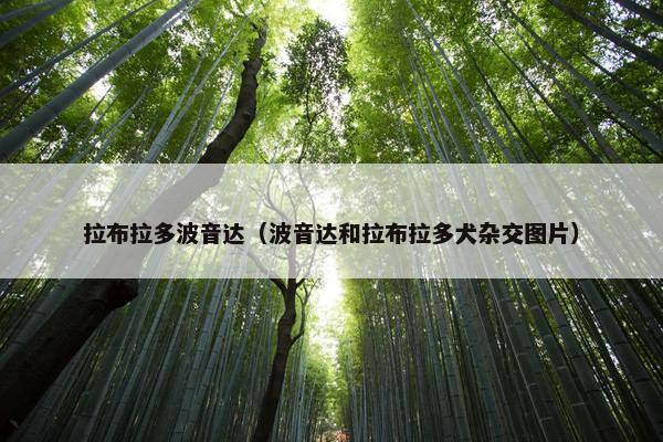 拉布拉多波音达（波音达和拉布拉多犬杂交图片）