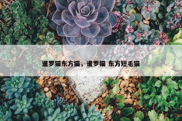暹罗猫东方猫，暹罗猫 东方短毛猫