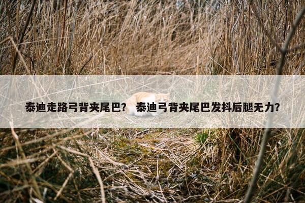 泰迪走路弓背夹尾巴？ 泰迪弓背夹尾巴发抖后腿无力？