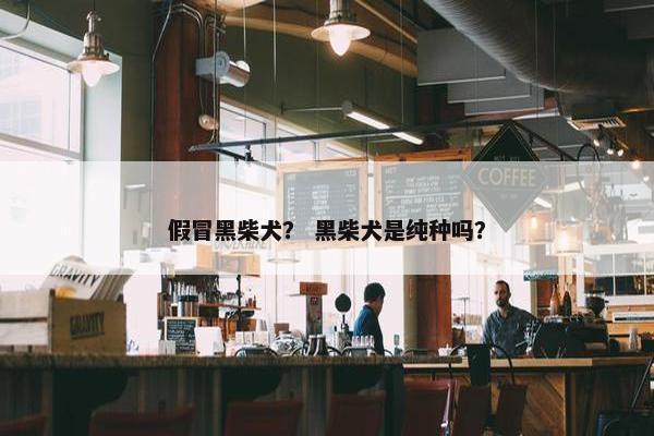 假冒黑柴犬？ 黑柴犬是纯种吗？