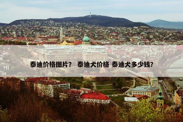 泰迪价格图片？ 泰迪犬价格 泰迪犬多少钱？