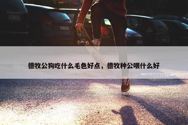 德牧公狗吃什么毛色好点，德牧种公喂什么好