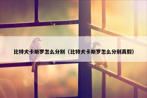 比特犬卡斯罗怎么分别（比特犬卡斯罗怎么分别真假）