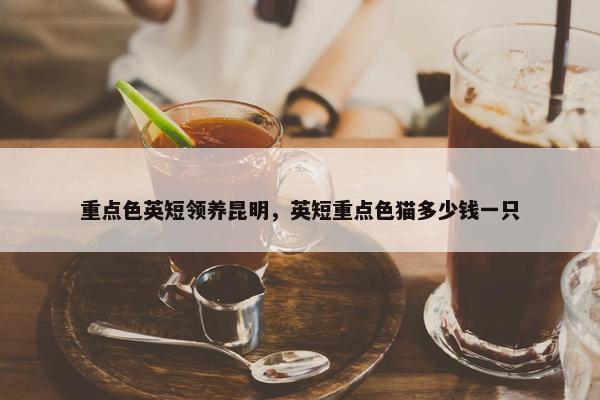 重点色英短领养昆明，英短重点色猫多少钱一只
