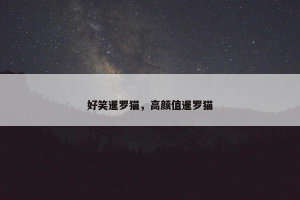 好笑暹罗猫，高颜值暹罗猫