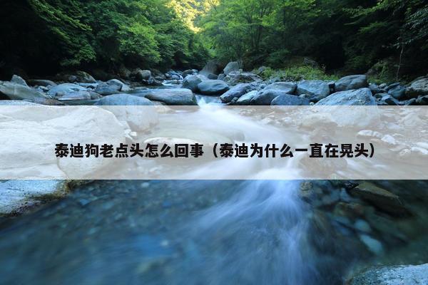 泰迪狗老点头怎么回事（泰迪为什么一直在晃头）