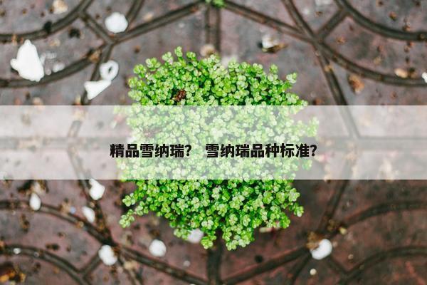 精品雪纳瑞？ 雪纳瑞品种标准？