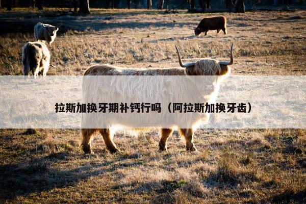 拉斯加换牙期补钙行吗（阿拉斯加换牙齿）