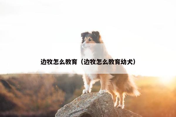 边牧怎么教育（边牧怎么教育幼犬）