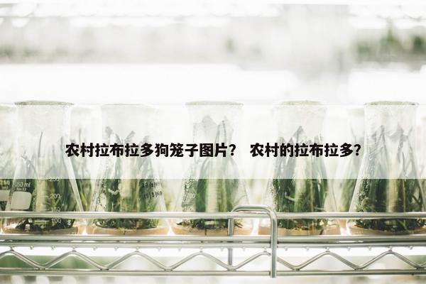农村拉布拉多狗笼子图片？ 农村的拉布拉多？
