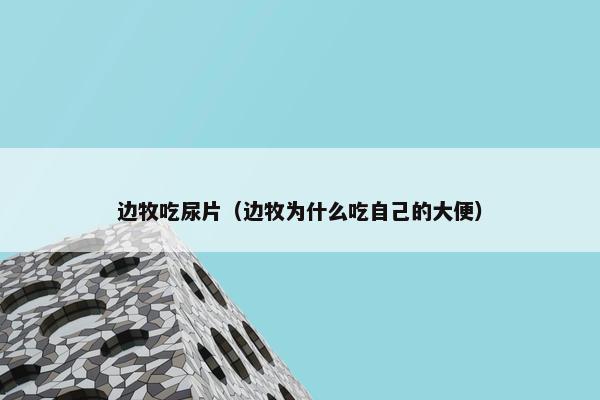 边牧吃尿片（边牧为什么吃自己的大便）